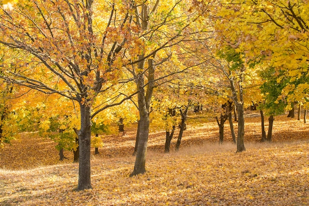 Otoño dorado de arces en el parque