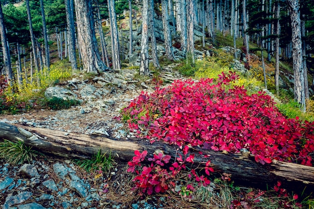 Otoño dorado en bosque de pinos