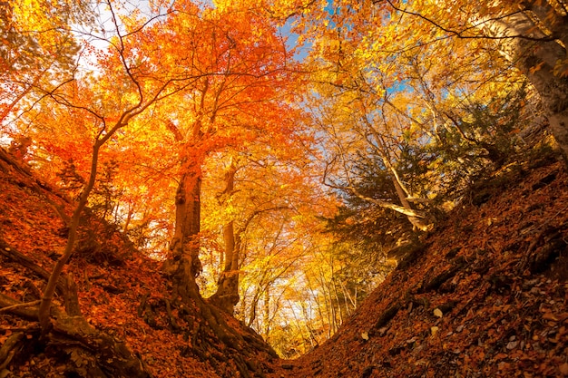 Otoño dorado en el bosque