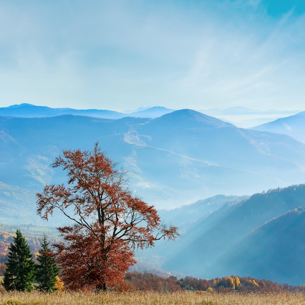 Otoño dorado en la montaña