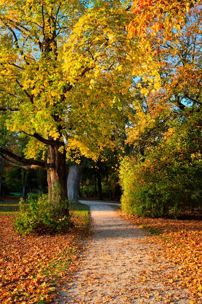 Otoño dorado otoño octubre en el famoso lugar de relax de Munich - Englishgarten. Munchen, Baviera, Alemania