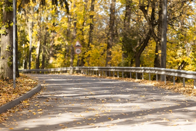 Otoño dorado en el parque de la ciudad en un día soleado