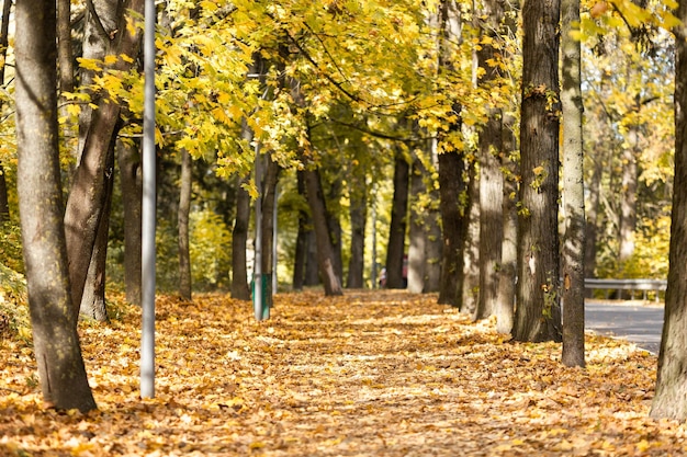 Otoño dorado en el parque de la ciudad en un día soleado