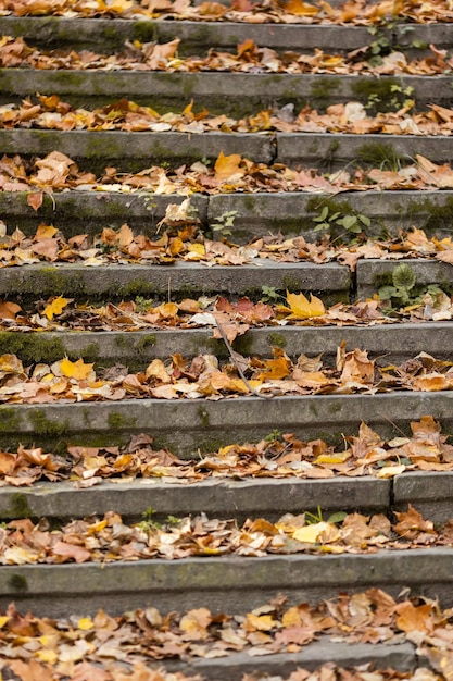 Otoño dorado en el parque de la ciudad en un día soleado