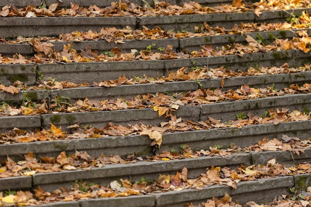 Otoño dorado en el parque de la ciudad en un día soleado