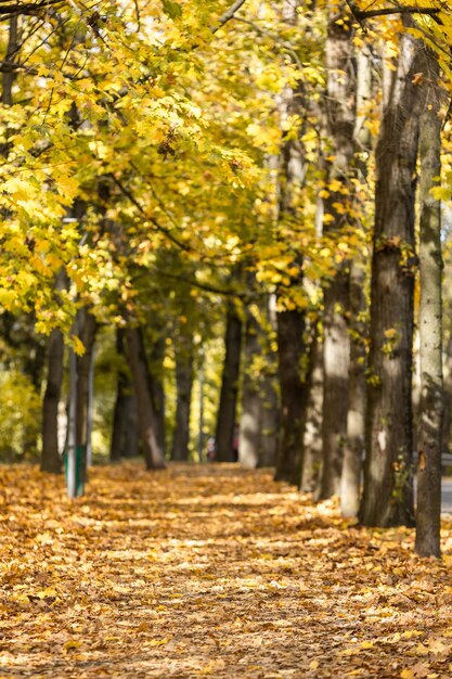 Otoño dorado en el parque de la ciudad en un día soleado