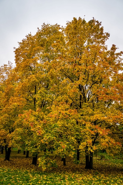 Otoño dorado en el parque de la ciudad.