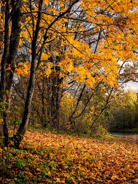 Otoño dorado, parque en un día soleado. Árbol de arce amarillo en un otoño soleado natural brillante. Vista vertical.