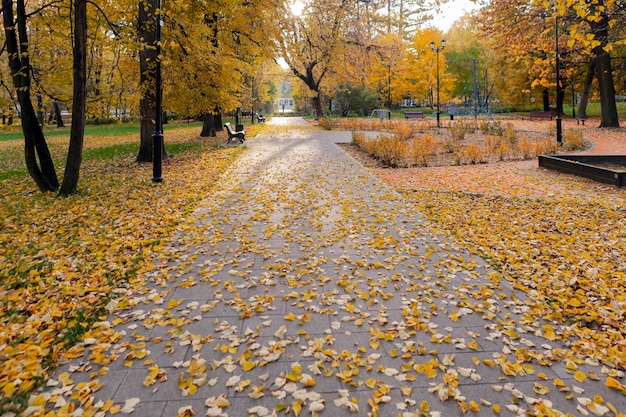 Otoño dorado en el parque de Moscú. hojas amarillas en la acera.