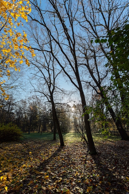 Foto otoño dorado en el parque soleado.