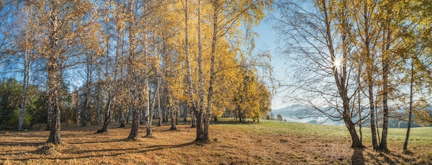 Otoño dorado, verano indio. Rayos de sol a través de las ramas. Bosque de abedules y borde pintoresco.