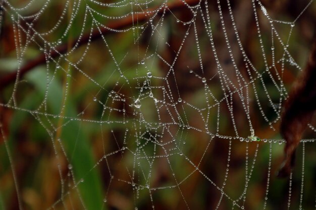 Otoño esboza hilos de telaraña con gotas de rocío en un primer plano de fondo multicolor