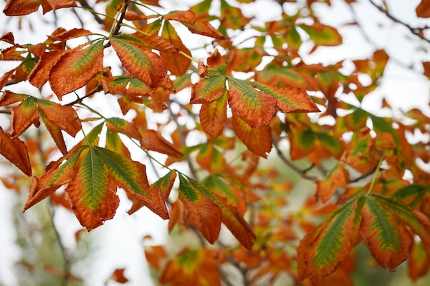 El otoño está próximo