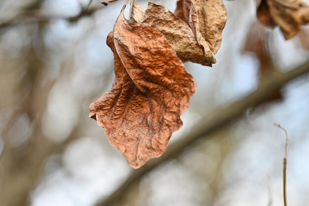 El otoño está próximo