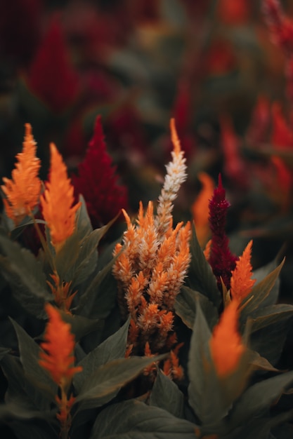 Otoño estacional naranja exótica flor viva que crece en el jardín Telón de fondo para postales otoñales