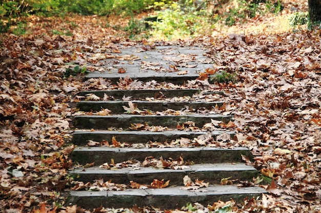 Otoño del estado de ánimo