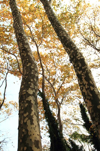 Otoño del estado de ánimo