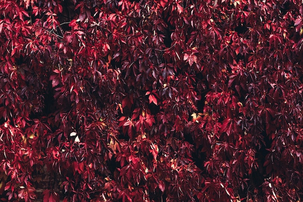 Otoño exuberante follaje de hojas rojas.