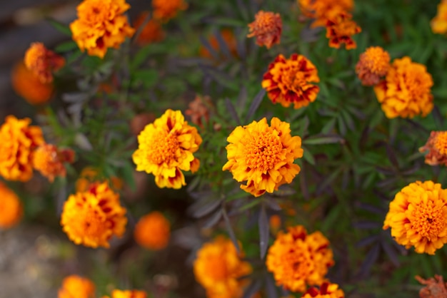 Otoño flor de naranja tierra tagetis florecer fila Años planta natural