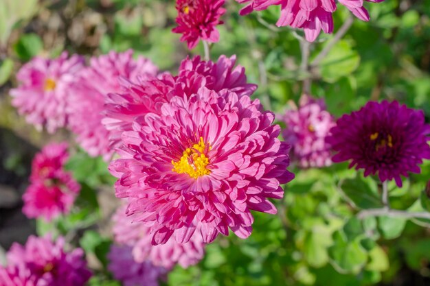 Otoño de flores de crisantemo rosa en un día soleado