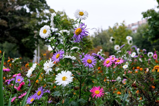 Otoño de flores tardías en un parterre de la ciudad después de una lluvia de otoño en tiempo nublado