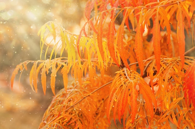 Otoño follaje amarillo anaranjado en el árbol como fondo natural