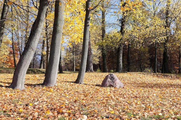 Otoño de follaje amarillo