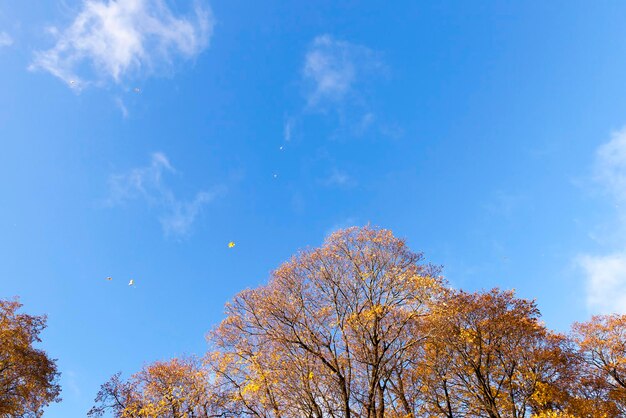 Otoño de follaje amarillo