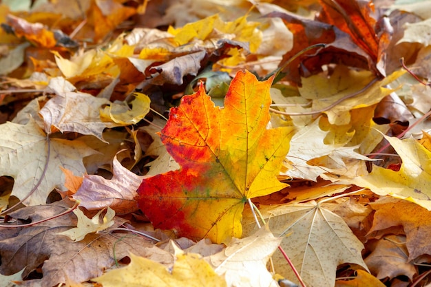 Otoño en el fondo del parque de hojas de arce rojas y doradas caídas tiradas en el suelo