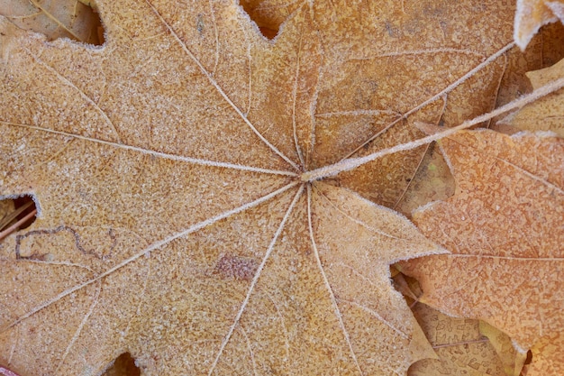 Otoño de fondo