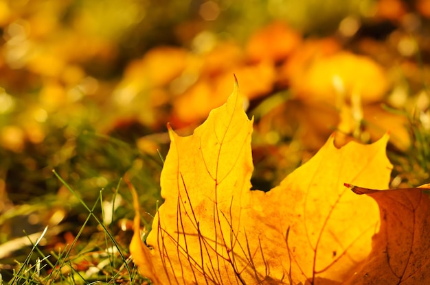 Otoño de fondo