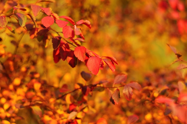 Otoño de fondo