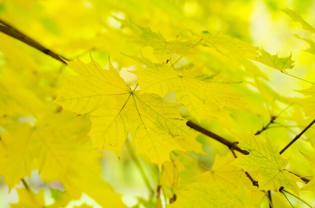 Otoño de fondo