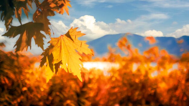 Otoño de fondo