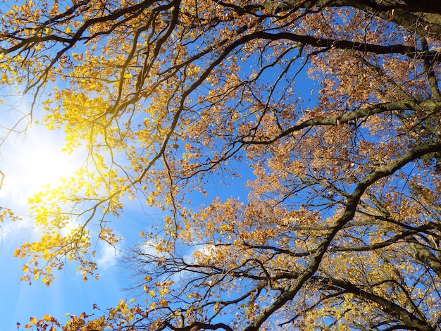 Otoño de fondo