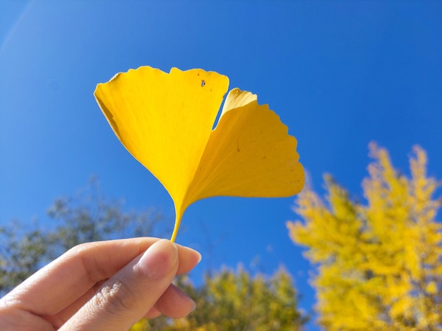 Foto en otoño, una foto de cerca de las hojas amarillas de ginko en el cielo azul