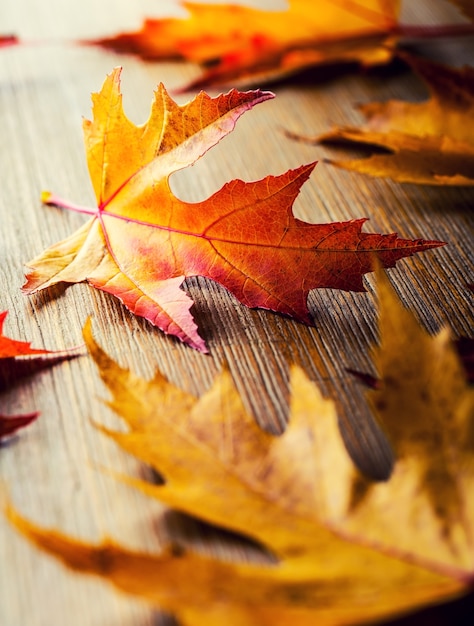 Otoño. Foto de temporada. Hojas de otoño sueltas sobre una tabla de madera.