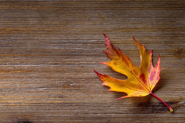 Otoño. Foto de temporada. Hojas de otoño sueltas sobre una tabla de madera.