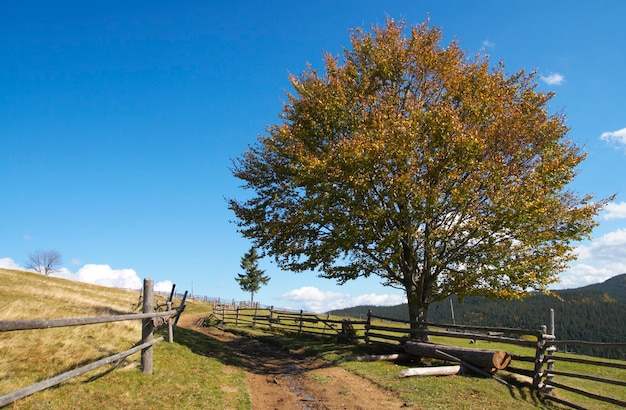 Foto otoño gran haya-árbol cerca de las afueras de los cárpatos roud