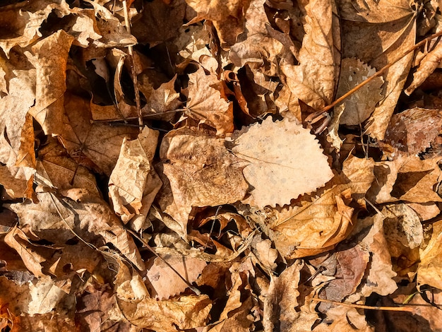 Otoño. Hermosa luz del sol y hojas marrones en tierra en bosque cálido soleado. Hoja de roble. Hola otoño.