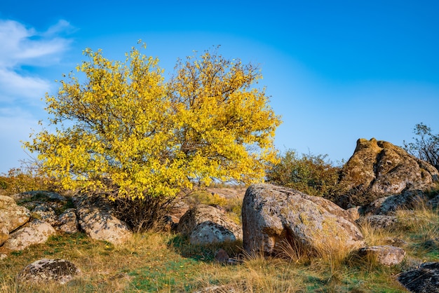 Otoño hermosa vegetación amarillenta y piedras grises cubiertas de líquenes y musgos multicolores en la naturaleza de las colinas y la pintoresca Ucrania