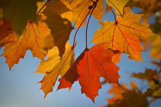 Otoño Hermosas hojas coloridas en los árboles en otoño Fondo de color estacional natural para el otoño