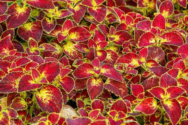 Otoño hermosos arbustos plantas coleus púrpura