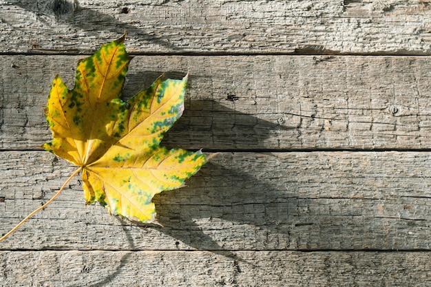 Otoño hoja de arce caído acostado sobre las tablas de madera