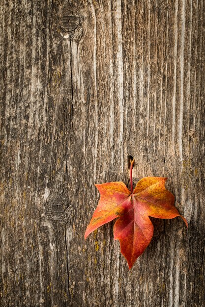 Otoño hoja de arce sobre superficie de madera vieja