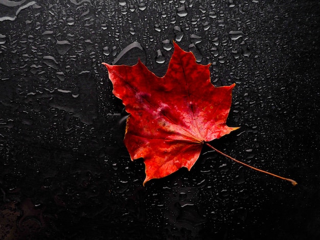 Otoño hoja roja con gotas de lluvia