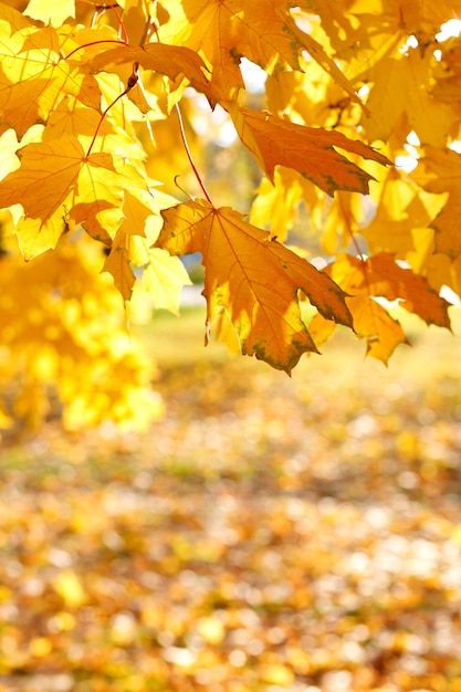 Otoño de hojas amarillas en un árbol en el parque. espacio libre para texto. foto vertical