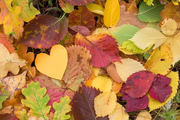 Otoño hojas amarillas corazoncito