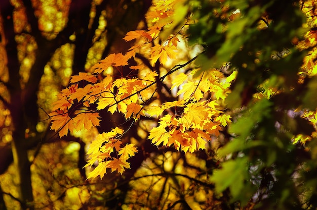 Otoño hojas amarillas