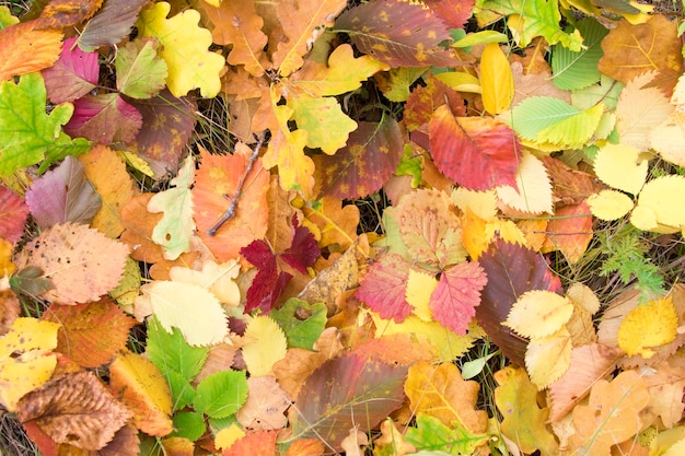 El otoño hojas amarillas